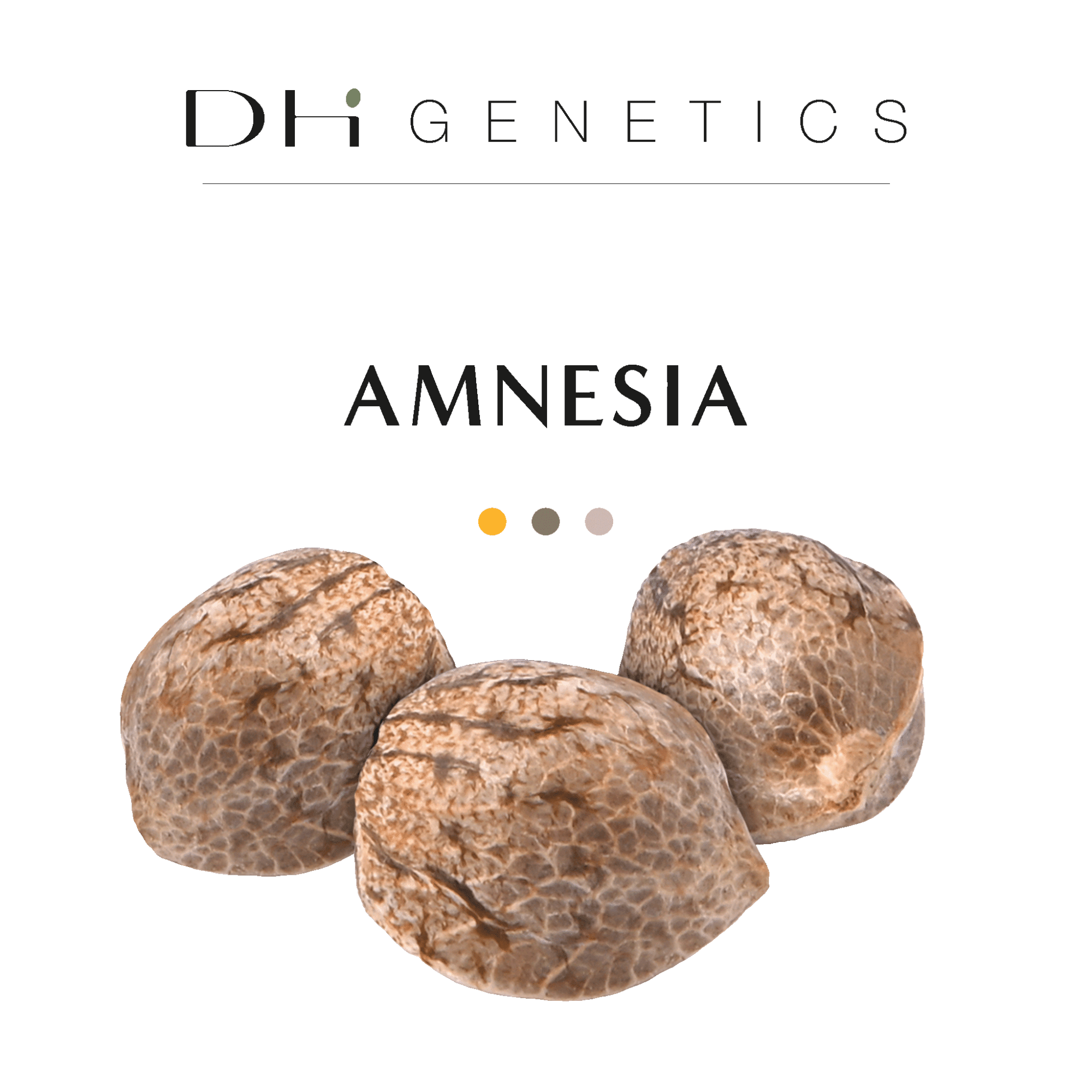amnesia thc