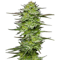 amnesia seed thc