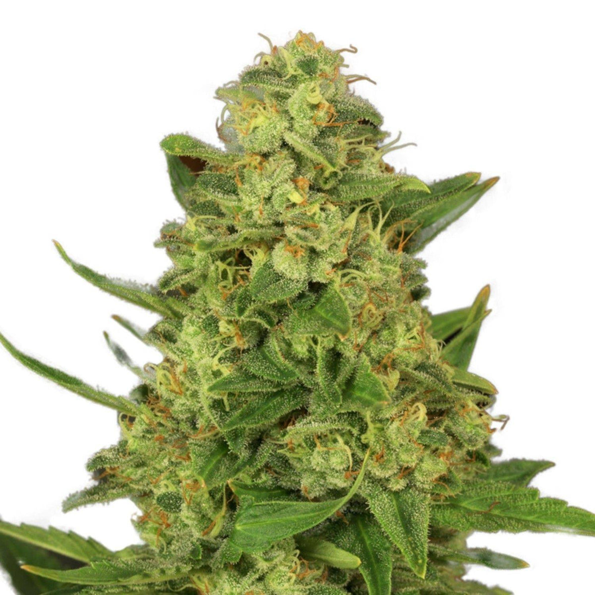 candy kush thc