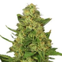 candy kush thc
