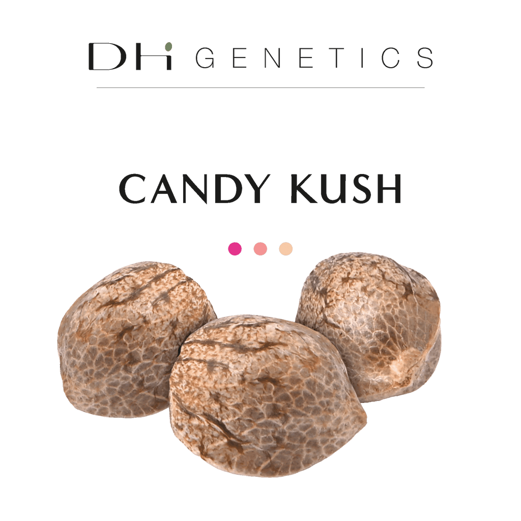 GRAINES THC - Candy Kush - Collection