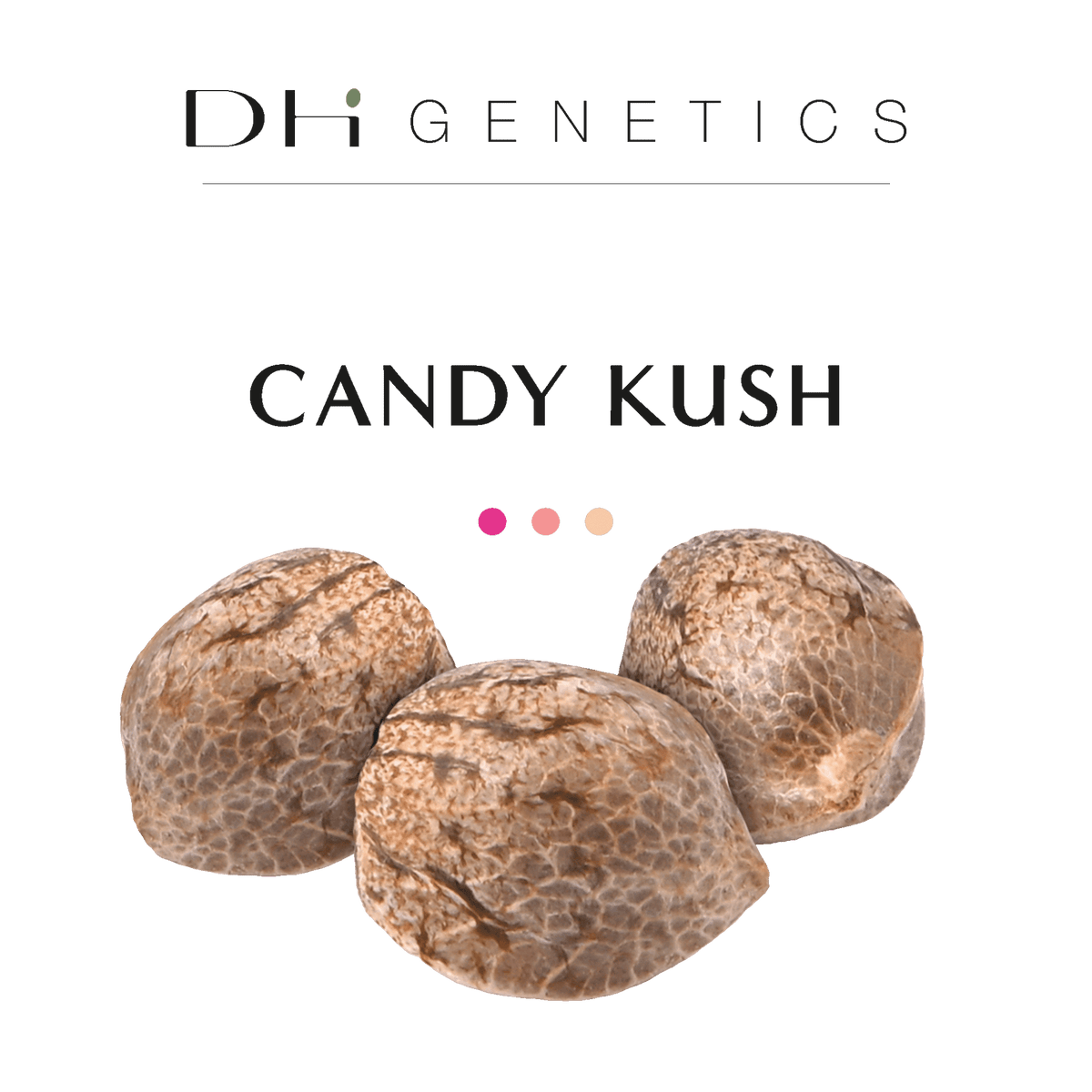 GRAINES THC - Candy Kush - Collection