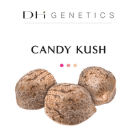 GRAINES THC - Candy Kush - Collection