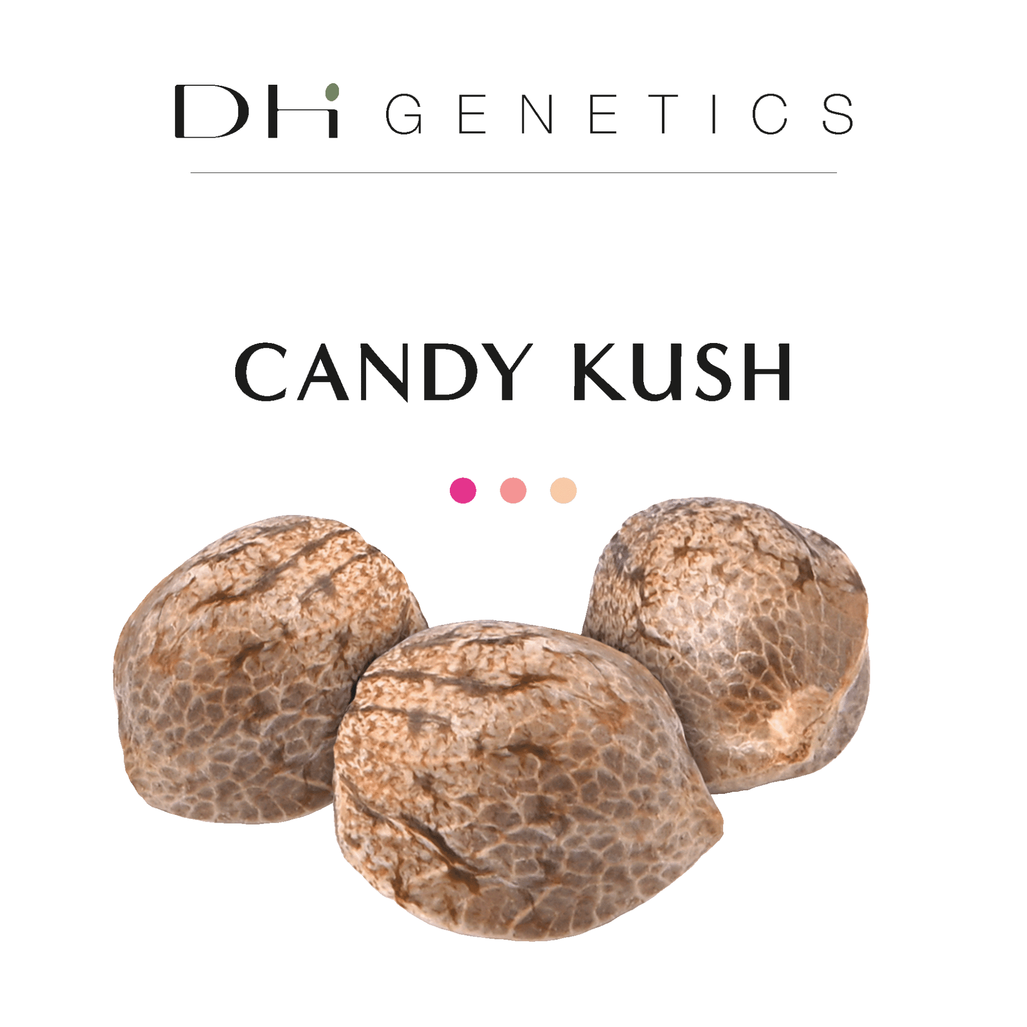 GRAINES THC - Candy Kush - Collection
