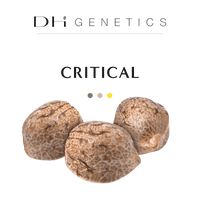 GRAINES THC - Critical - Collection