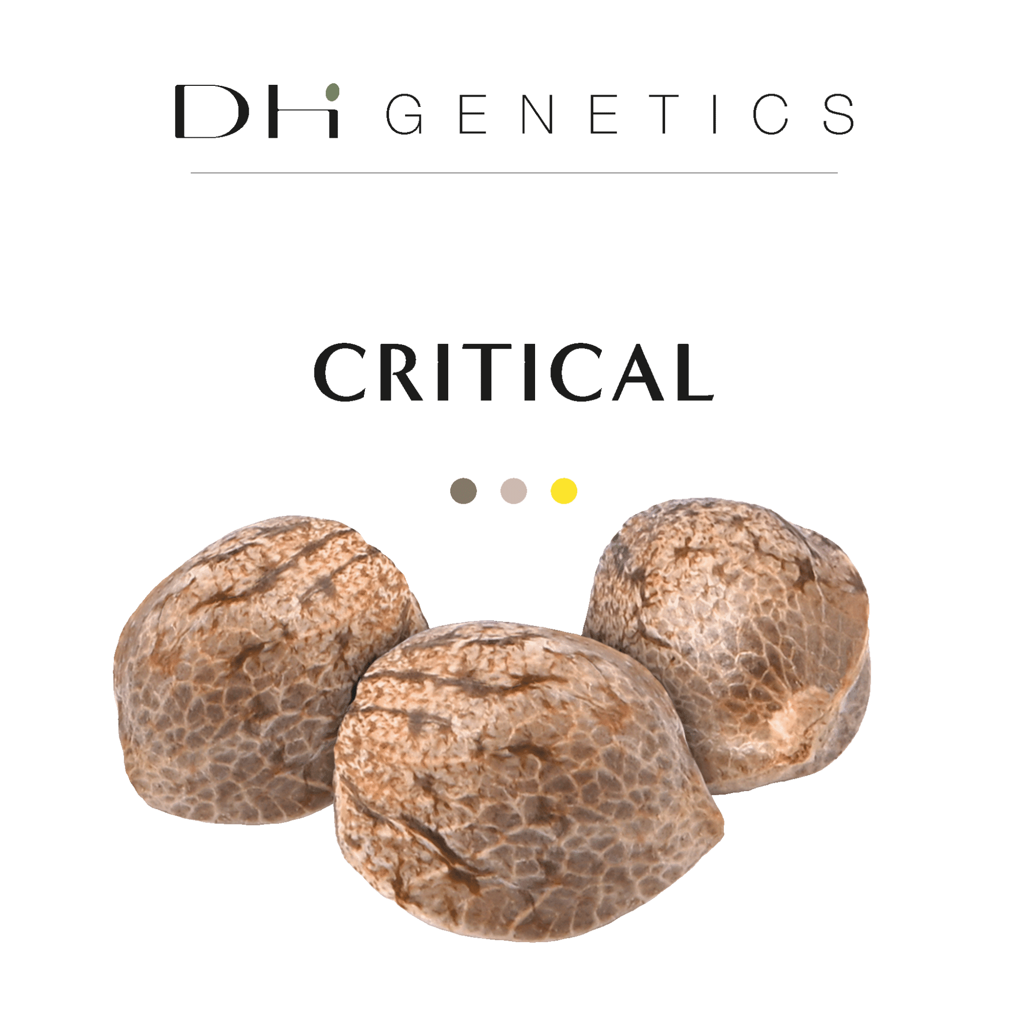 GRAINES THC - Critical - Collection