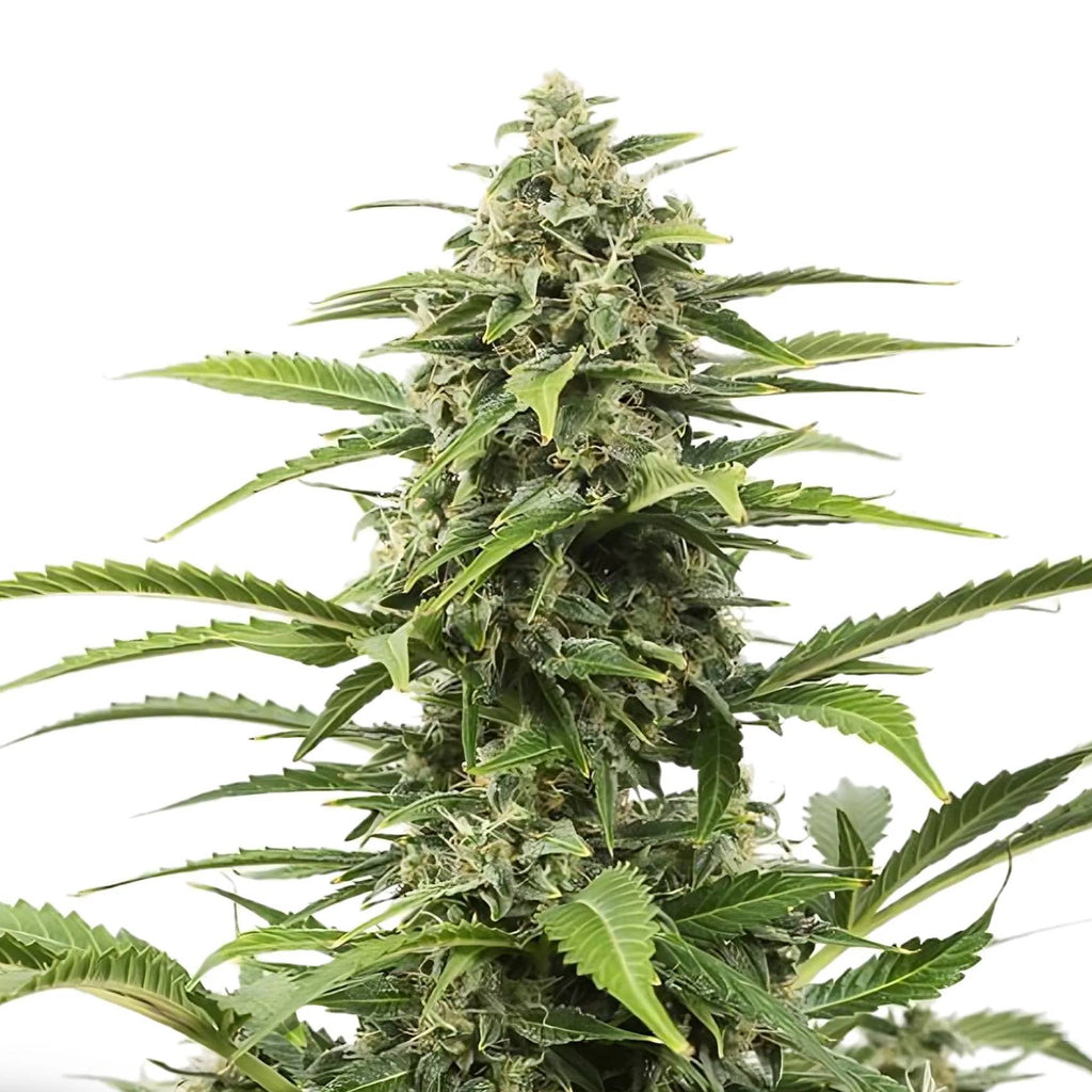 tch seed - critical