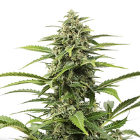 tch seed - critical