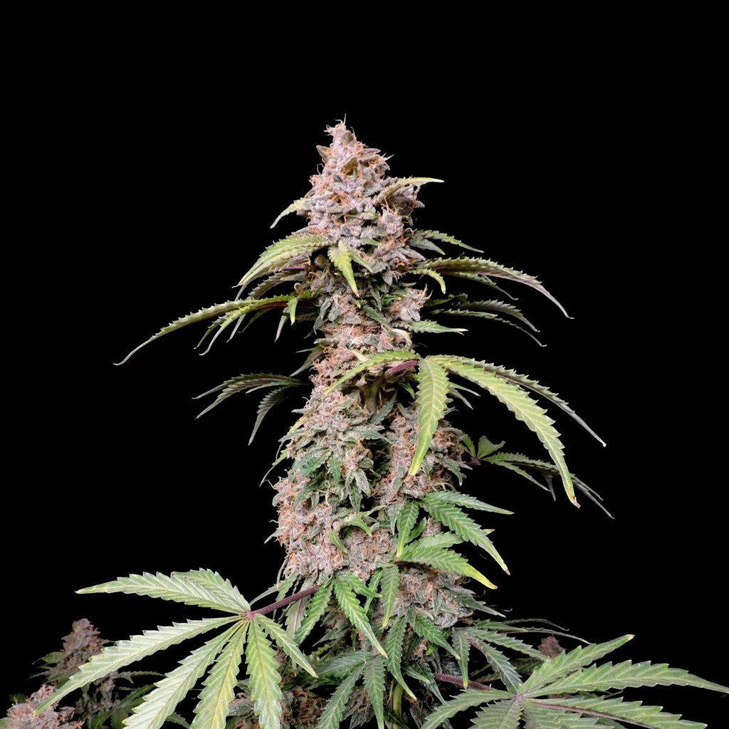 Graines THC - Amnesia Zkittlez - Auto floraison