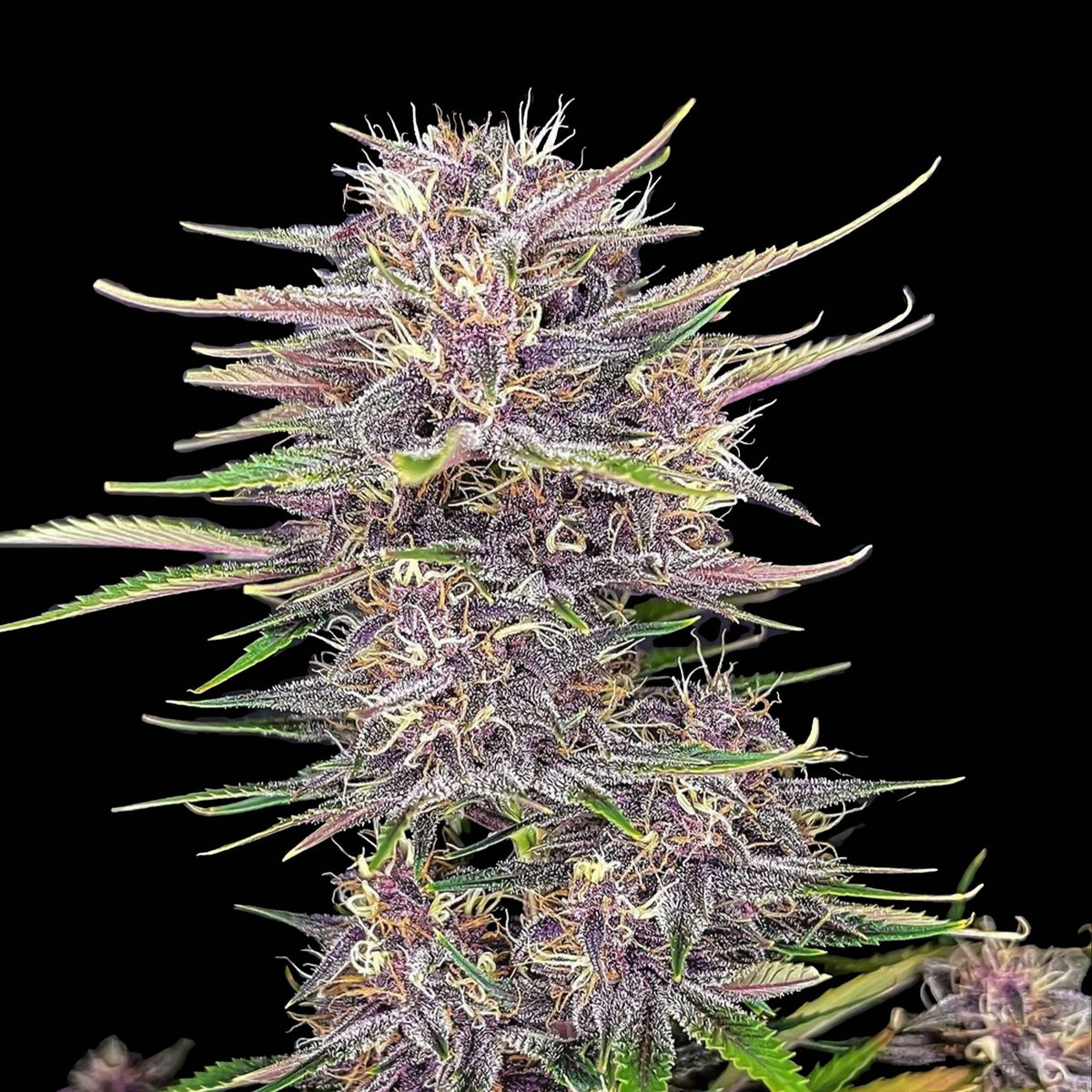 Graines THC FAST BUDS - Banana Purple - Auto floraison (2)