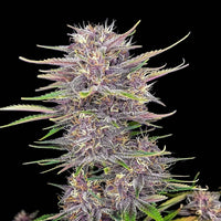 Graines THC FAST BUDS - Banana Purple - Auto floraison (2)
