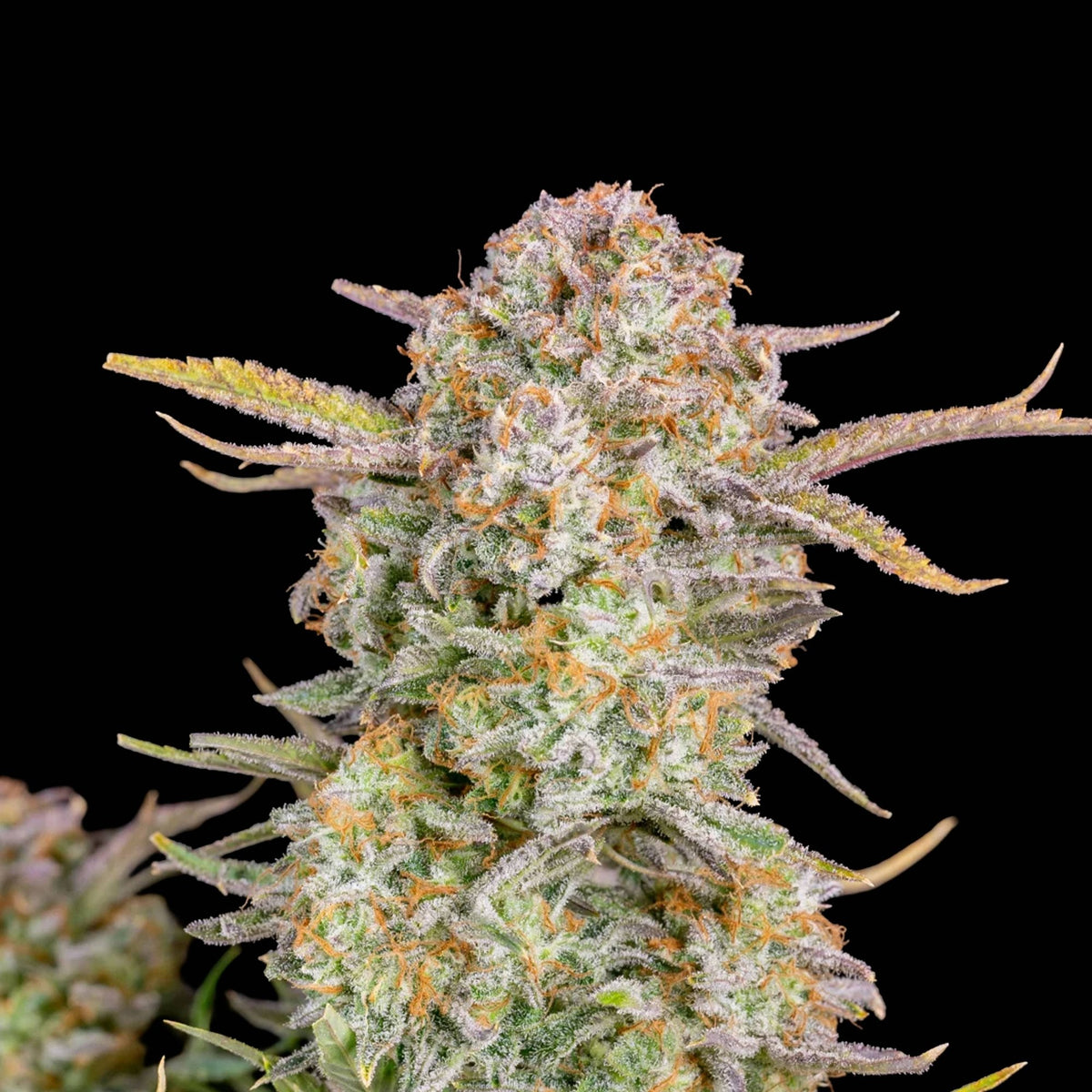 Graines THC - Bruce Banner - Auto floraison
