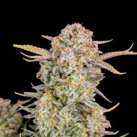 Graines THC - Bruce Banner - Auto floraison