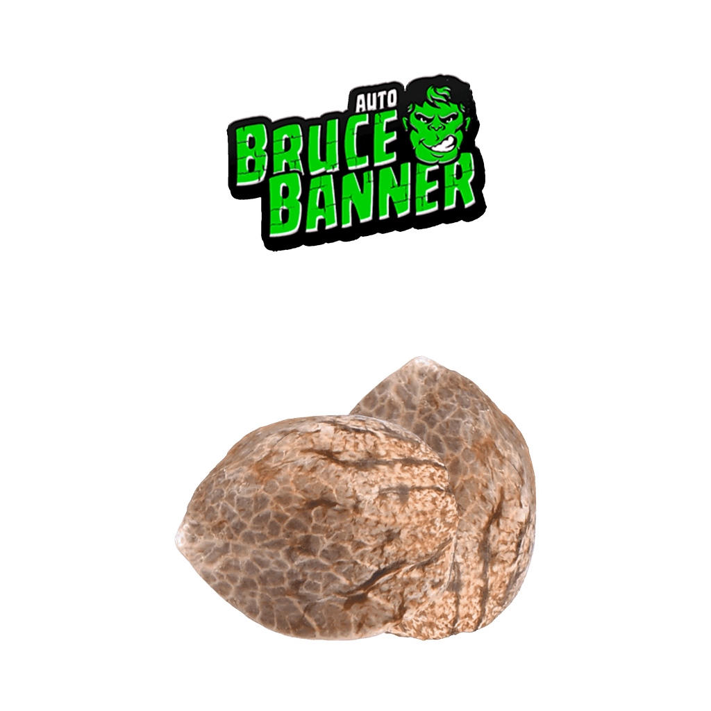 Graines THC - Bruce Banner - Auto floraison