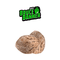 Graines THC - Bruce Banner - Auto floraison