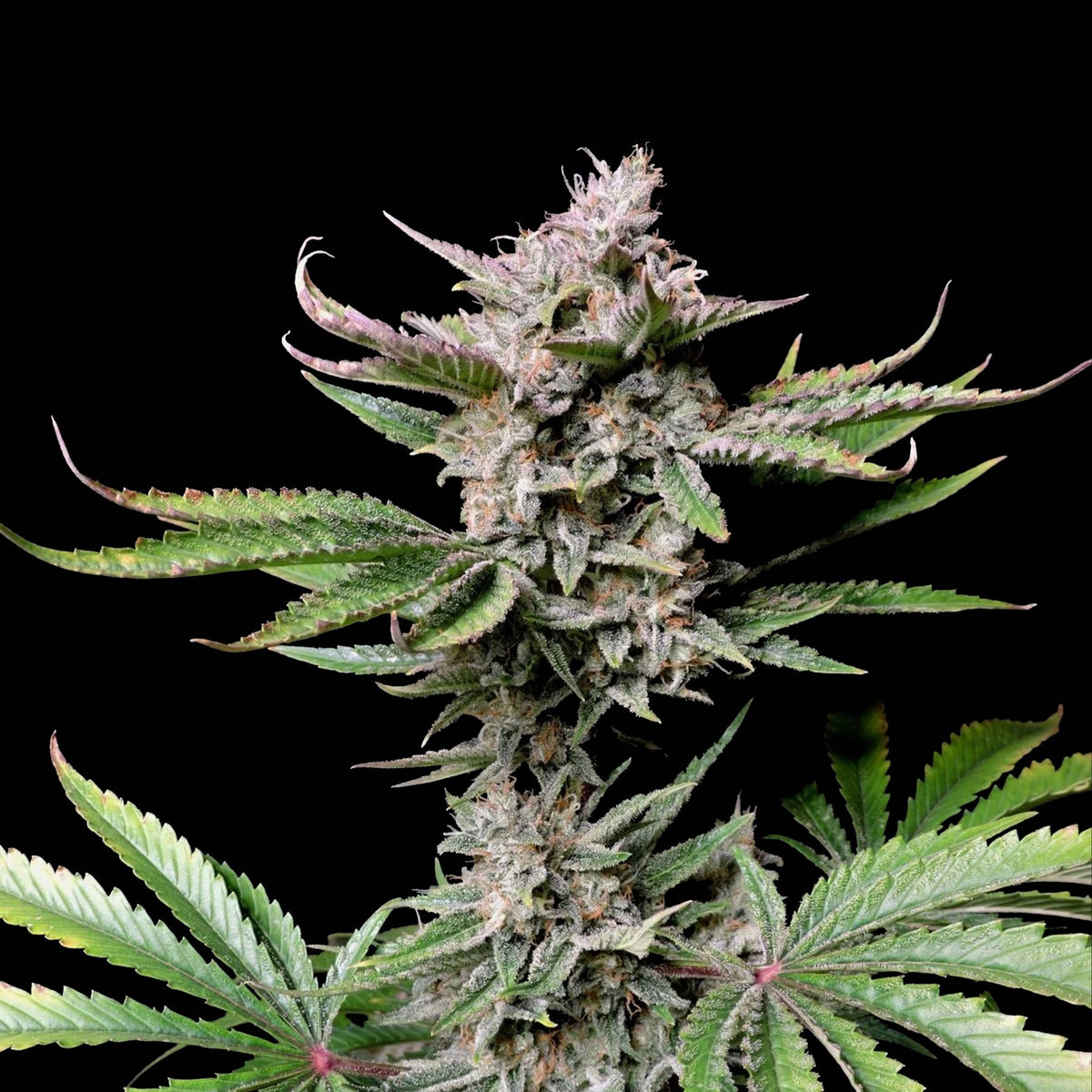 Graines THC - Cherry Cola - Auto floraison