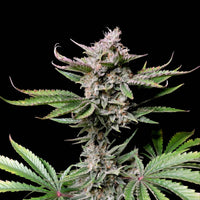 Graines THC - Cherry Cola - Auto floraison