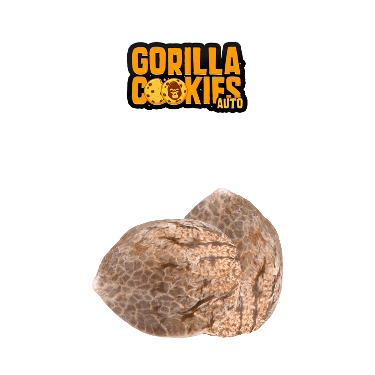 Graines THC - Gorilla Cookie - Auto floraison