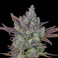 Graines THC - Gorilla Cookie - Auto floraison