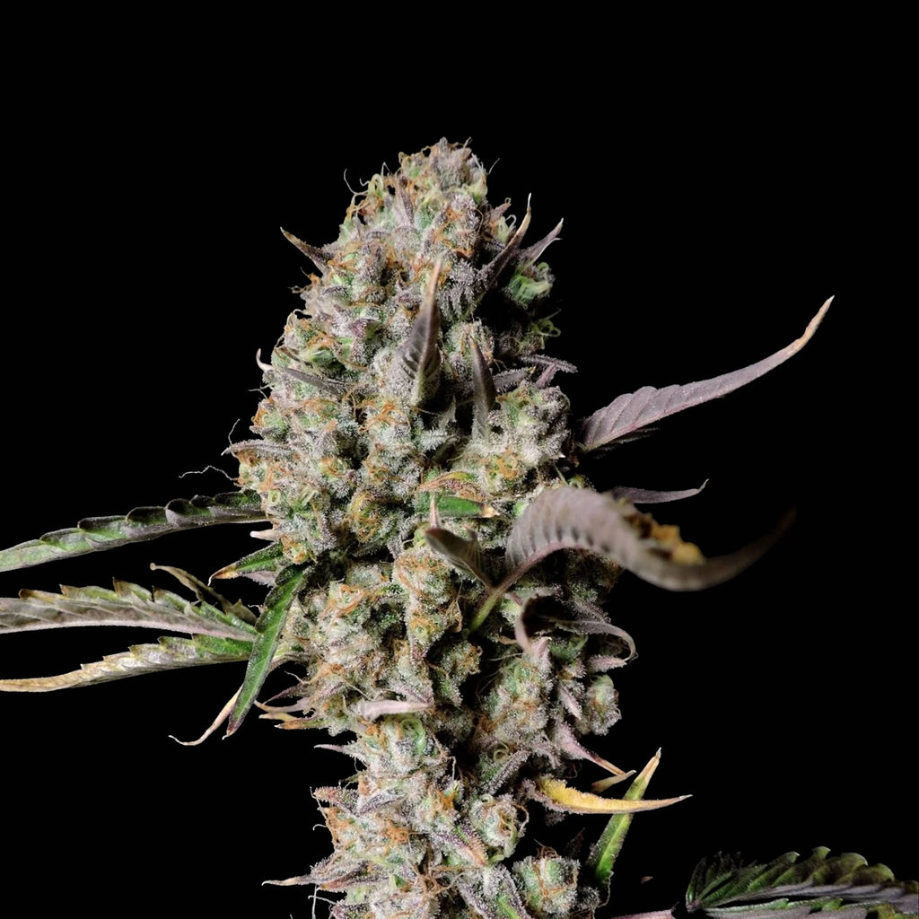Gorilla Zkittlez THC