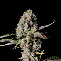 Gorilla Zkittlez THC
