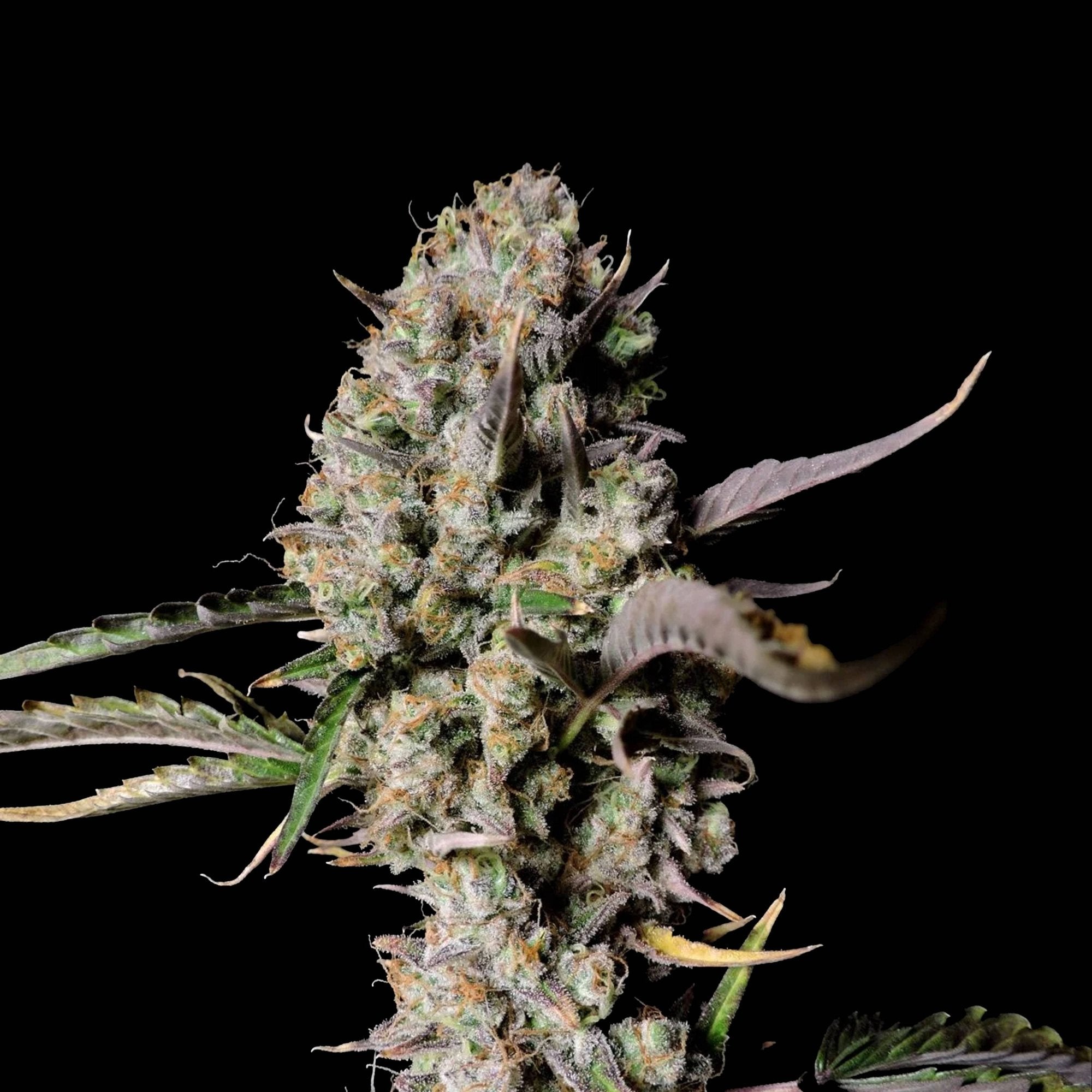 Gorilla Zkittlez THC