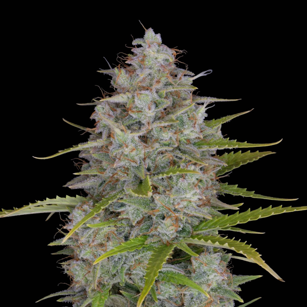 thc orange sherbet