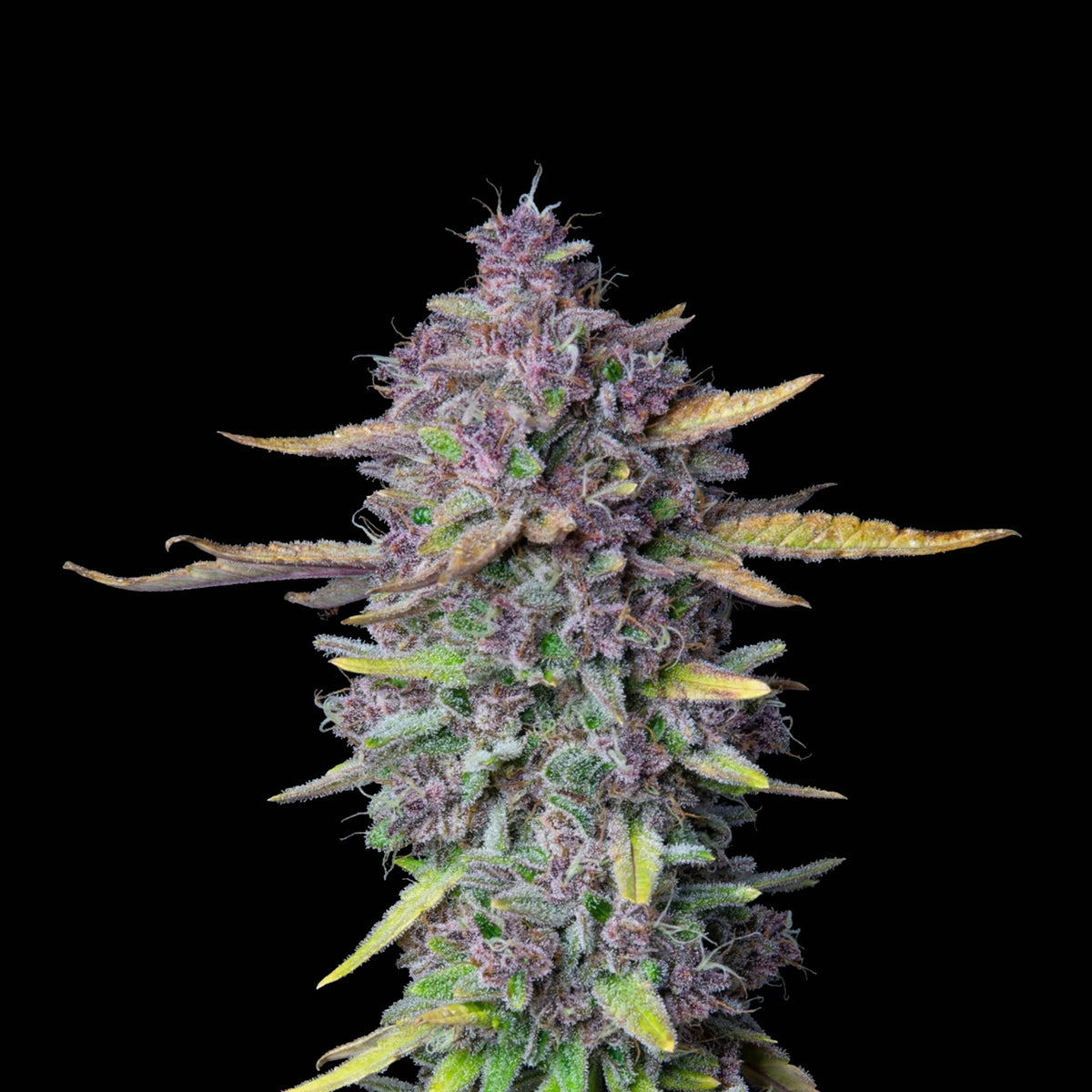 Graines THC - Purple Punch - Auto floraison