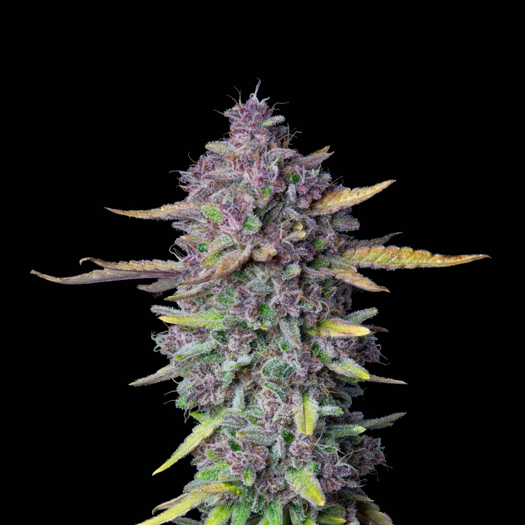 Graines THC - Purple Punch - Auto floraison