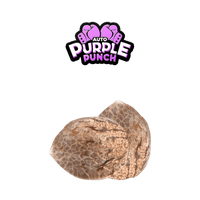Graines THC - Purple Punch - Auto floraison