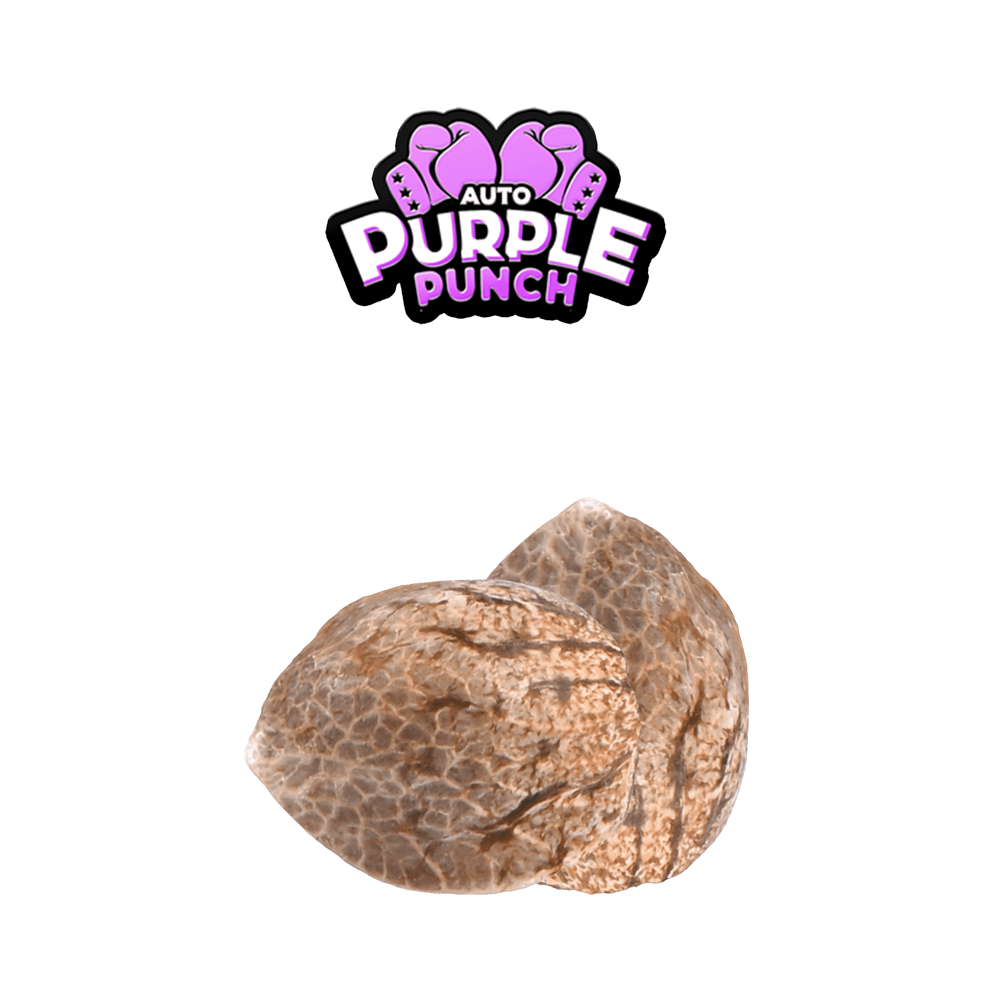 Graines THC - Purple Punch - Auto floraison