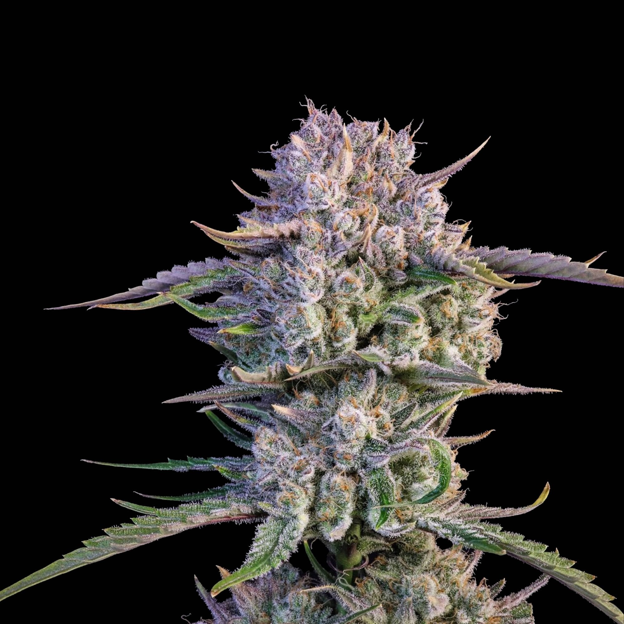 Graines THC FAST BUDS - Strawberry Gorilla - Auto floraison