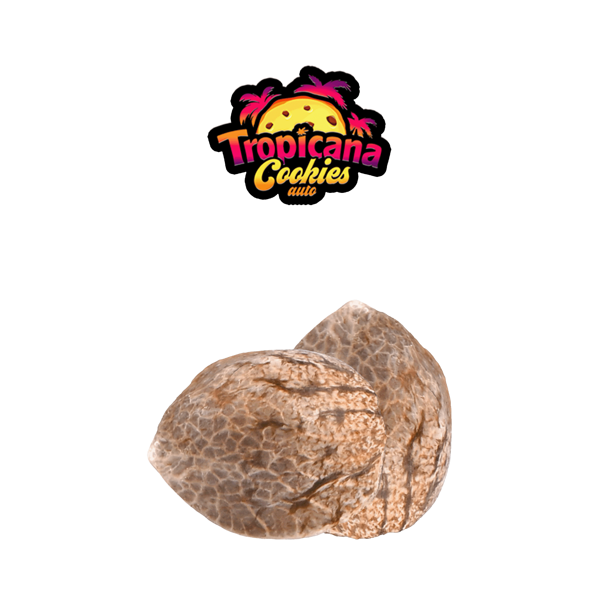 Graines THC FAST BUDS - Tropicana Cookie - Auto floraison