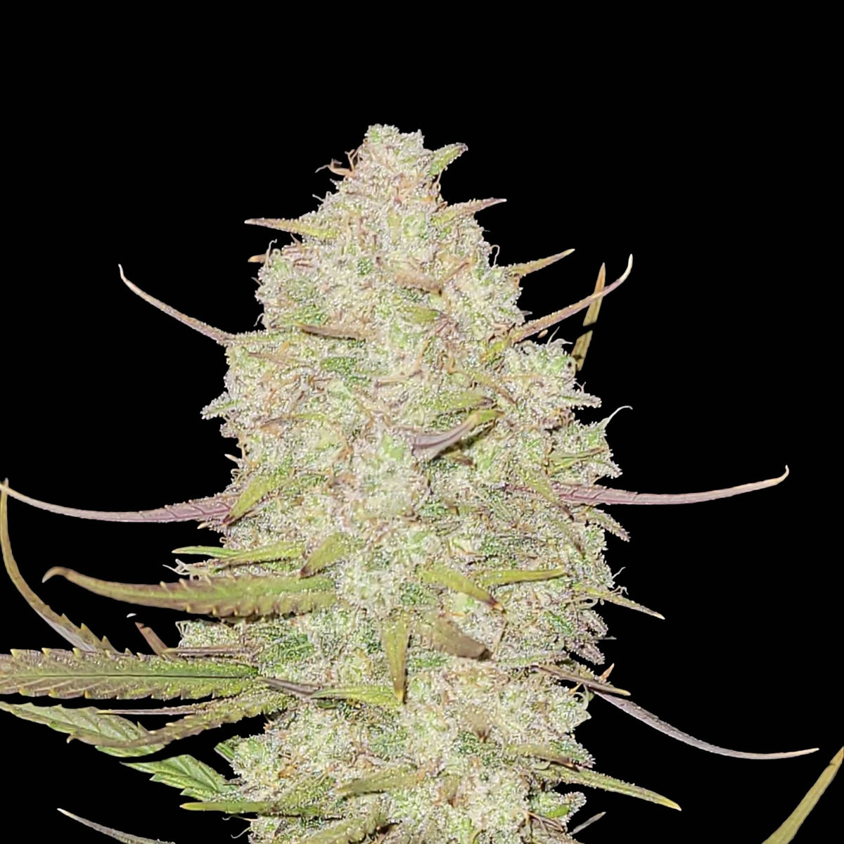 Graines THC FAST BUDS - Tropicana Cookie - Auto floraison