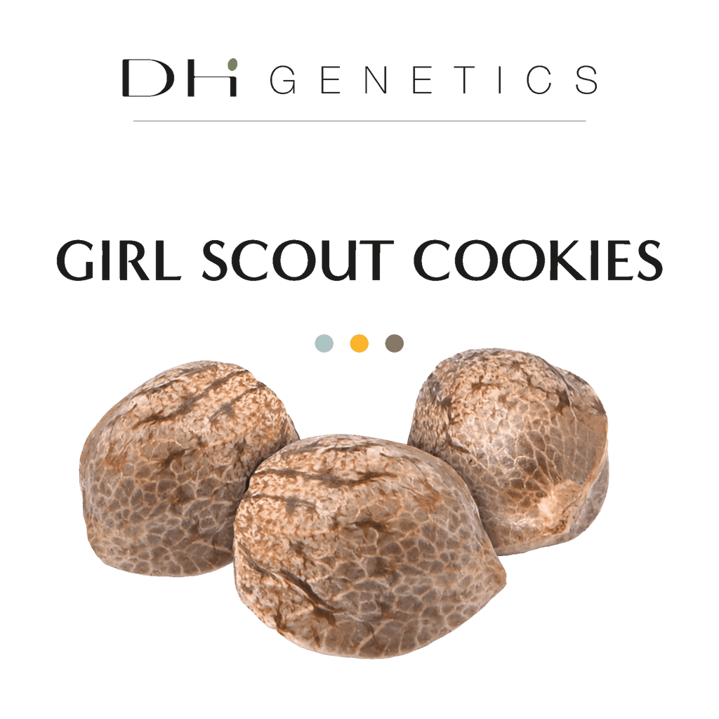 GRAINES THC - Girl Scout Cookie - Collection