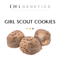 GRAINES THC - Girl Scout Cookie - Collection