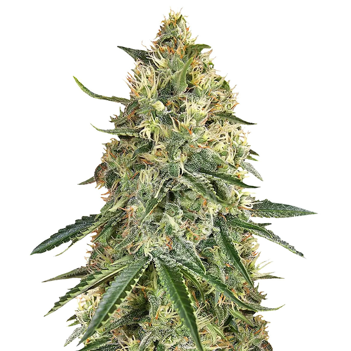 semence thc girl scout cookie