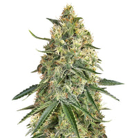 semence thc girl scout cookie