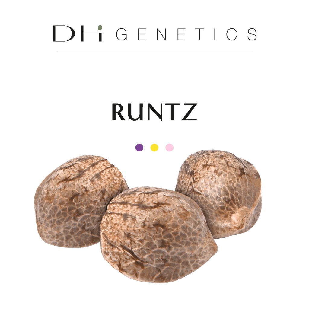 GRAINES THC - Runtz - Collection