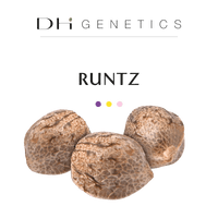 GRAINES THC - Runtz - Collection