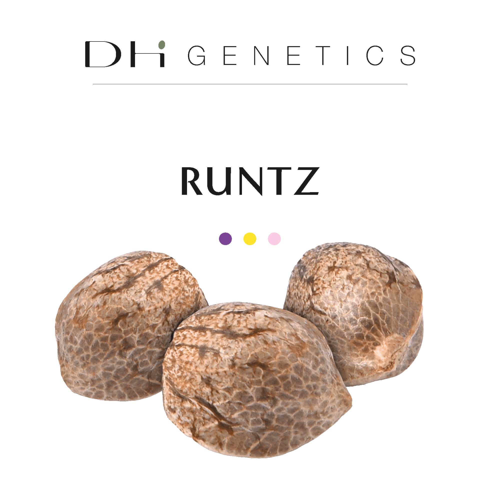 GRAINES THC - Runtz - Collection