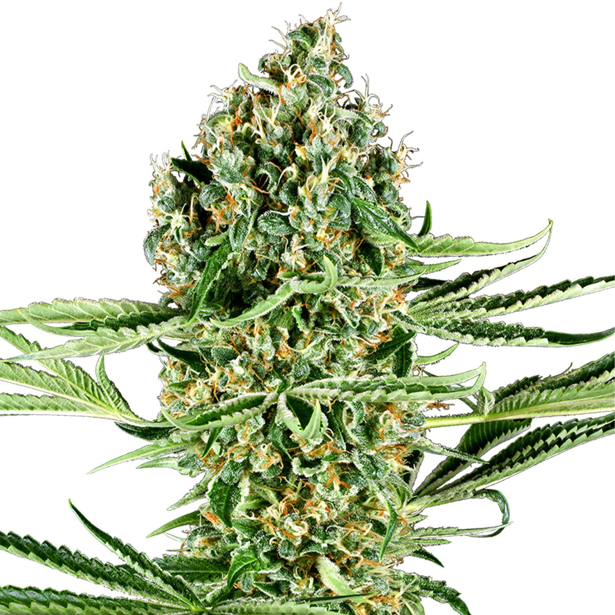 GRAINES THC - Runtz - Collection (2)