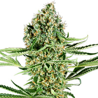 GRAINES THC - Runtz - Collection (2)
