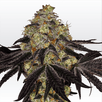 graines THC de collection Sunset Sherbet