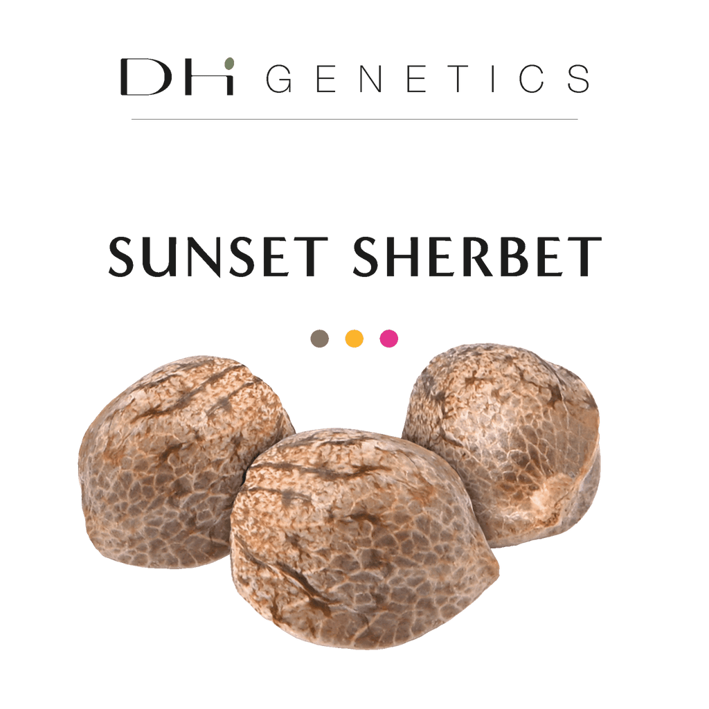 graines de thc sunset sherbet