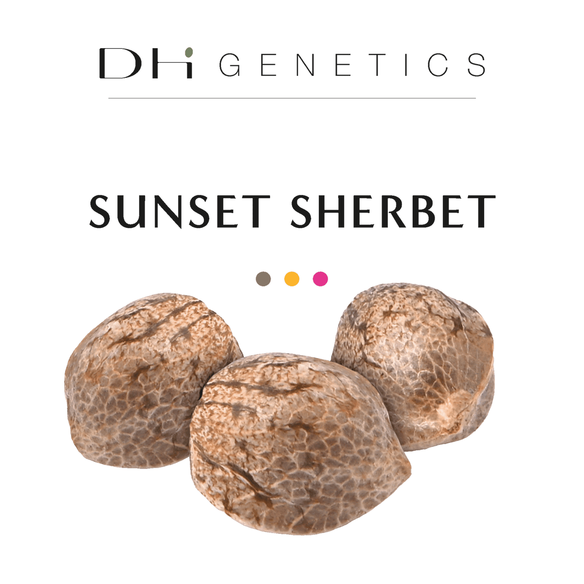 graines de thc sunset sherbet