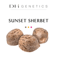 graines de thc sunset sherbet