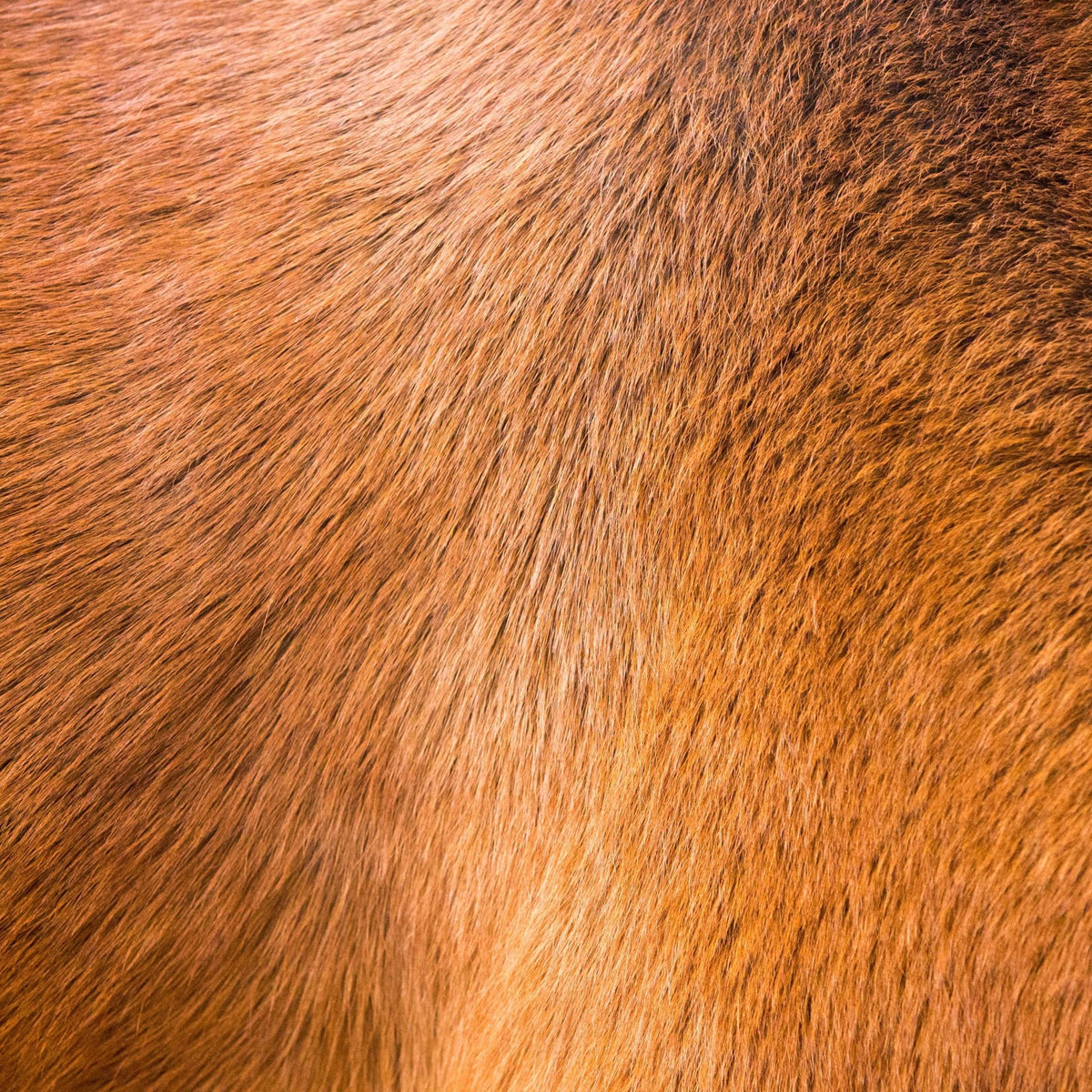 HUILE VÉGÉTALE - Soin pelage pour chiens (2)