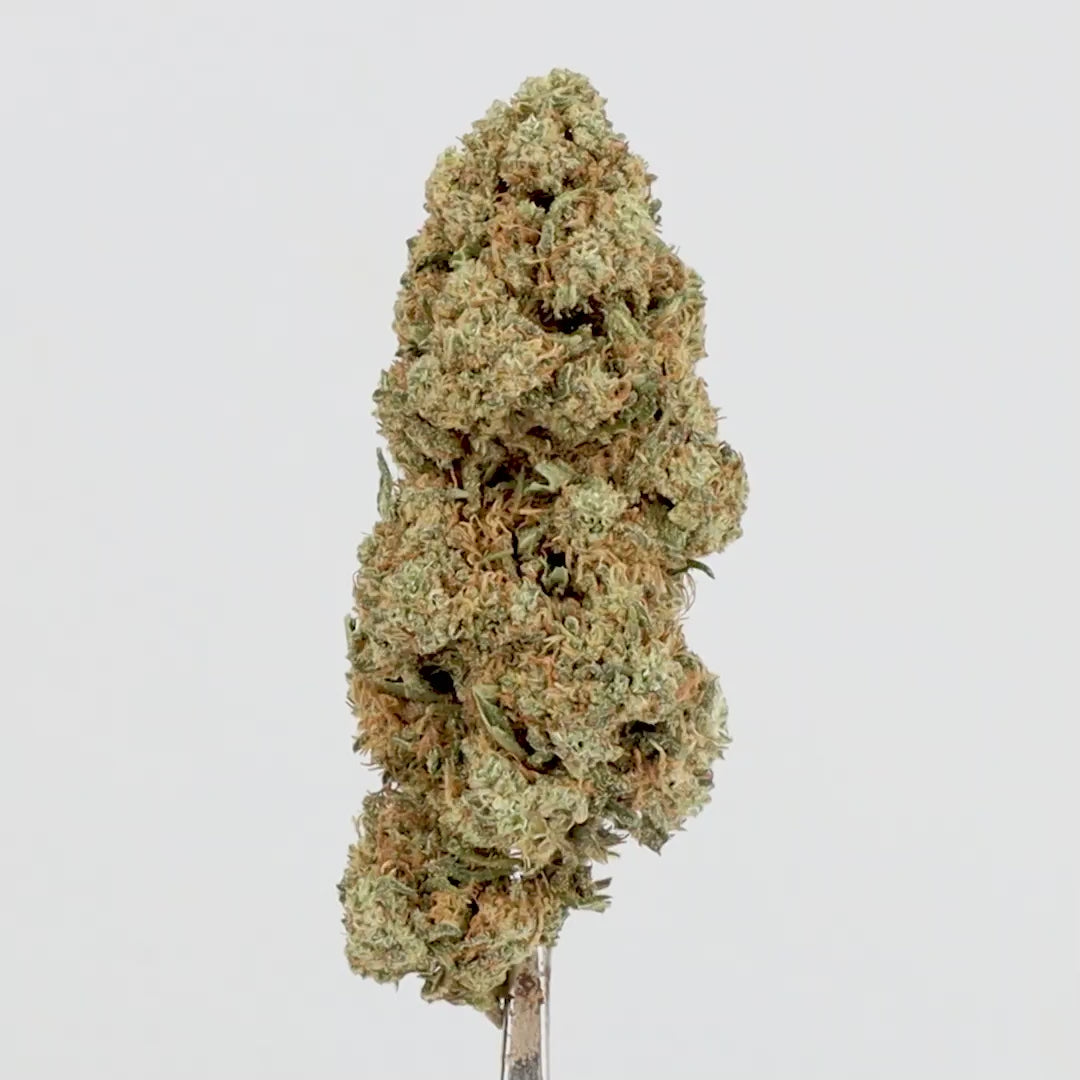 WHITE WIDOW.mp4