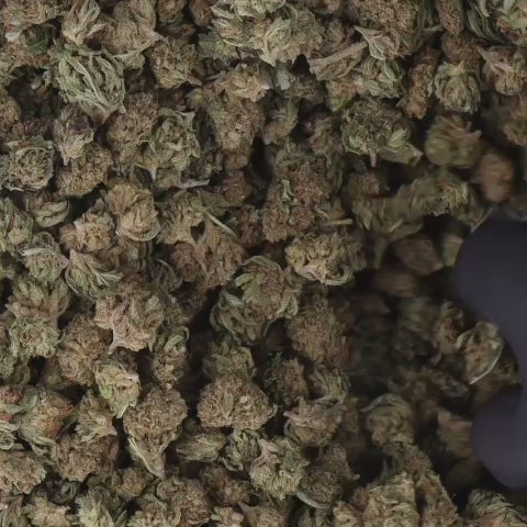 FLEURS_VIDEO_Amnesia-SB.mp4